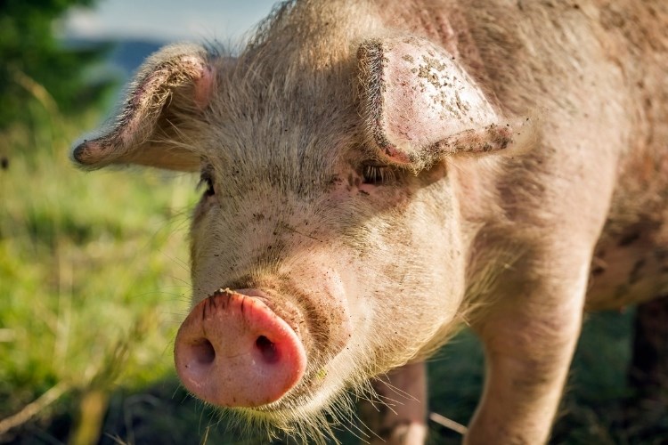 Slika /slike/Priopcenja/Foto_NOVO PRIOPĆENJA/Svinje/asderbgtrbhgfv (58).jpg